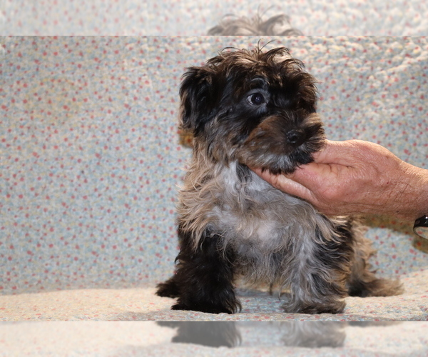 Medium Photo #33 Yorkiepoo mix (+ Poodle Toy) Puppy For Sale in DYERSBURG, TN, USA