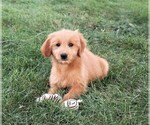 Small Photo #23 Goldendoodle (Miniature) Puppy For Sale in SYRACUSE, IN, USA