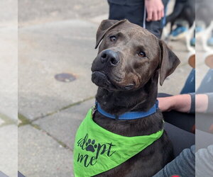 Labrador Retriever-Unknown Mix Dogs for adoption in Brooklyn Center, MN, USA