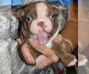 Boston Terrier Puppy for sale in WILSONVILLE, OR, USA