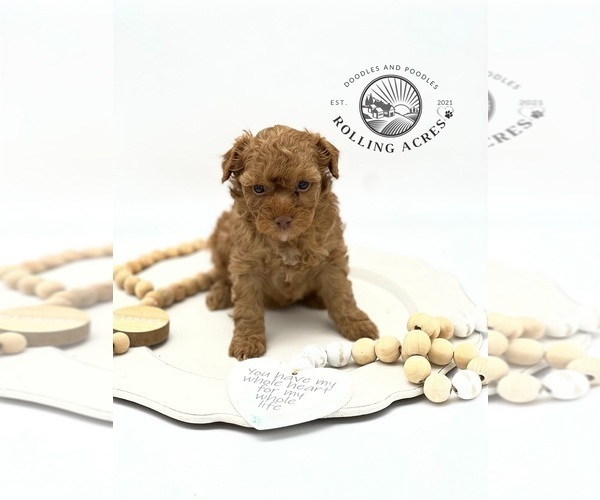 Medium Photo #4 Poodle (Toy) Puppy For Sale in MARYVILLE, MO, USA