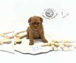 Small Photo #4 Poodle (Toy) Puppy For Sale in MARYVILLE, MO, USA