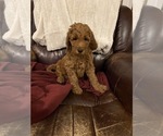 Small Photo #1 Goldendoodle Puppy For Sale in LEBANON, TN, USA