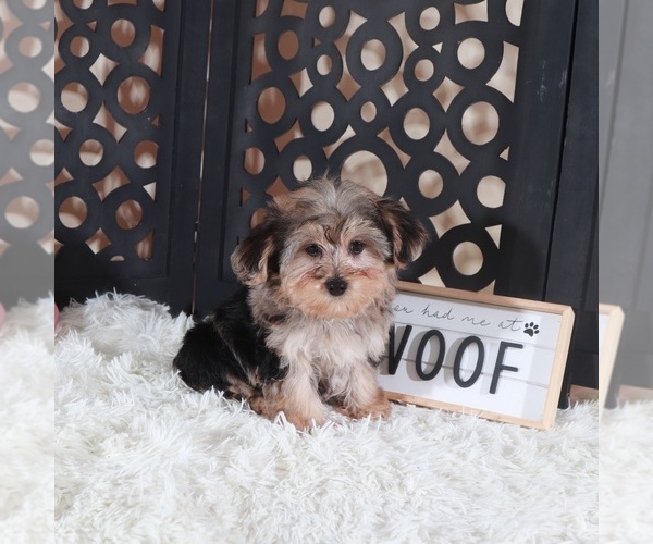 Medium Photo #2 YorkiePoo Puppy For Sale in MOUNT VERNON, OH, USA