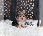 Small #1 YorkiePoo