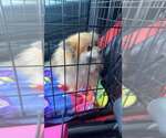 Small #1 Pomeranian