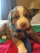 Small Photo #2 Australian Shepherd Puppy For Sale in GILMER, TX, USA