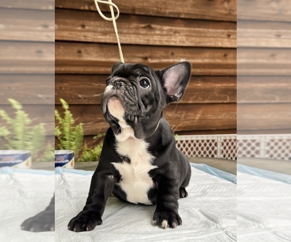 Medium Photo #3 French Bulldog Puppy For Sale in GLENCOE, MO, USA