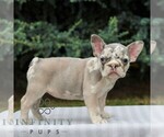Small #3 French Bulldog