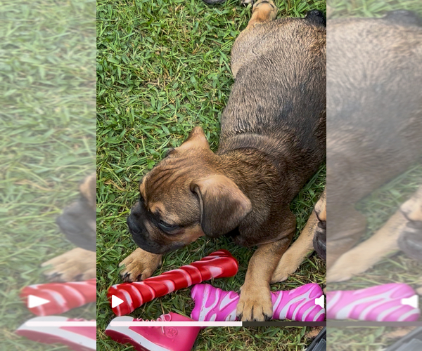 Medium Photo #10 French Bulldog Puppy For Sale in RADCLIFF, KY, USA