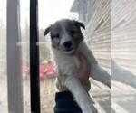 Small Photo #6 Shetland Sheepdog Puppy For Sale in REPUBLIC, MO, USA