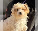 Small #1 Lhasa Apso-Rat Terrier Mix