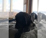 Puppy Kamila Daniff
