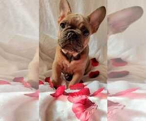 French Bulldog Puppy for sale in MANHATTAN, NY, USA