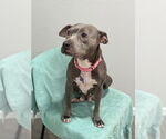 Small #2 American Pit Bull Terrier