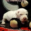 Small Photo #221 Dogo Argentino Puppy For Sale in PINEVILLE, MO, USA