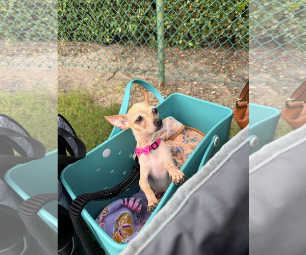 Medium Photo #7 Chihuahua Puppy For Sale in Orlando, FL, USA