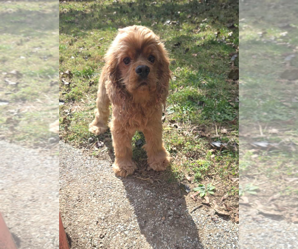 Medium Photo #2 Cocker Spaniel Puppy For Sale in Belleuve, NE, USA
