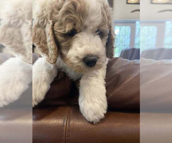 Medium Photo #62 Double Doodle Puppy For Sale in PIERSON, FL, USA