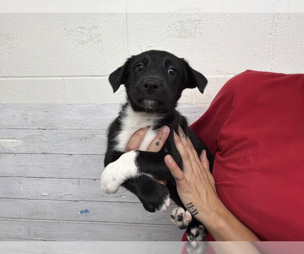 Medium Photo #1 German Shepherd Dog Puppy For Sale in San Bernardino, CA, USA