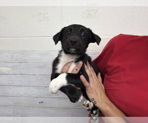 German Shepherd Dog Dogs for adoption in San Bernardino, CA, USA