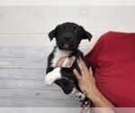 RHYMES - Female German Shepherd Dog Dog for Adoption - Small photo