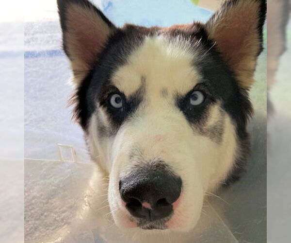 Medium Photo #1 Siberian Husky Puppy For Sale in Omaha, NE, USA