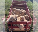 Small Photo #2 Golden Retriever Puppy For Sale in AUSTIN, KY, USA