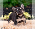 Small #4 French Bulldog