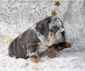 English Bulldog Puppy for sale in JERSEY CITY, NJ, USA