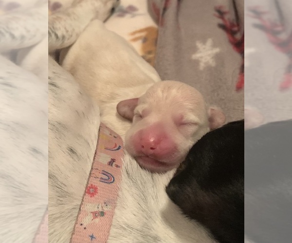 Medium Photo #4 Dachshund Puppy For Sale in DENHAM SPRINGS, LA, USA