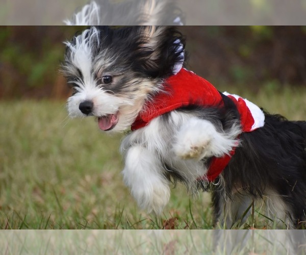 Medium Photo #8 Auss-Tzu Puppy For Sale in PALM COAST, FL, USA