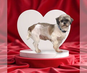 Shih Tzu Dogs for adoption in Brights Grove, Ontario, Canada