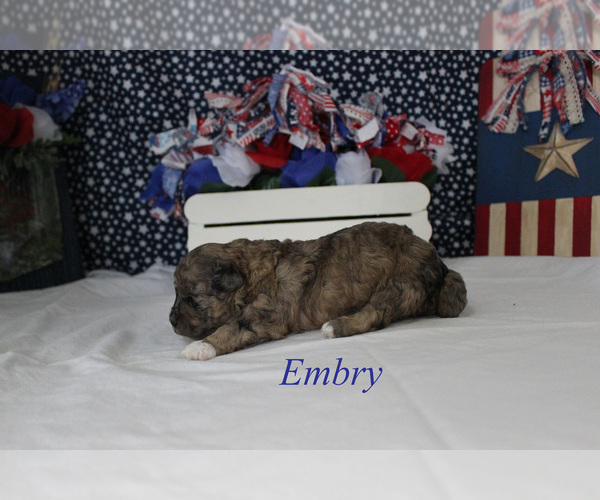 Medium Photo #9 Poodle (Miniature) Puppy For Sale in CHANUTE, KS, USA