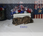 Small #8 Poodle (Miniature)