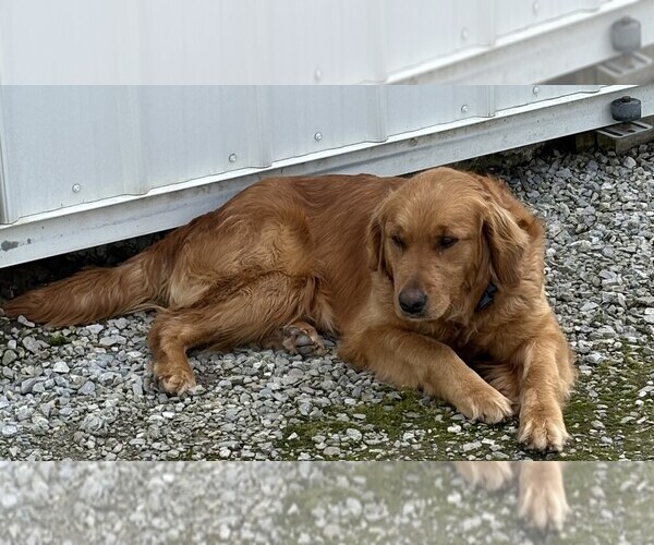 Medium Photo #1 Golden Labrador Puppy For Sale in DECATUR, IN, USA