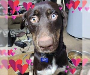 Chocolate Labrador retriever-Huskies  Mix Dogs for adoption in Milton, PA, USA