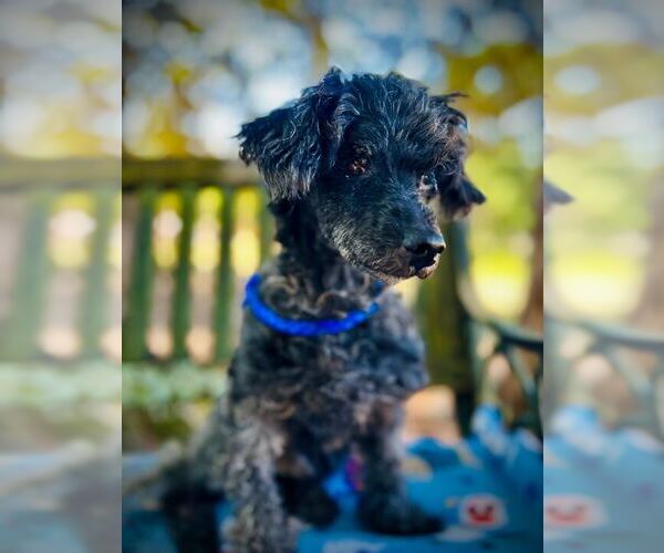 Medium Photo #3 Poodle (Miniature)-Unknown Mix Puppy For Sale in Pacolet, SC, USA