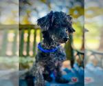 Small #2 Poodle (Miniature) Mix