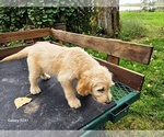Small #2 Goldendoodle