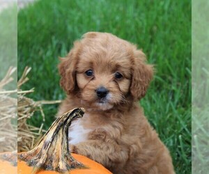Cavachon-Poodle (Toy) Mix Puppy for sale in LEOLA, PA, USA