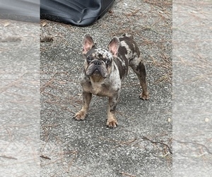 French Bulldog Puppy for sale in JACKSONVILLE, FL, USA