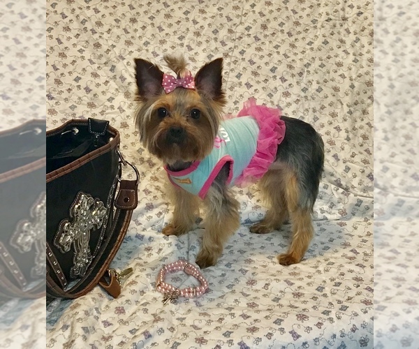 Medium Photo #1 Yorkshire Terrier Puppy For Sale in BANNING, CA, USA