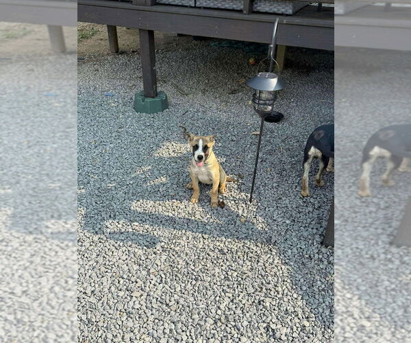 Medium Photo #4 German Shepherd Dog-Unknown Mix Puppy For Sale in Aurora, IN, USA