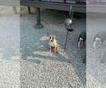 Small #3 German Shepherd Dog Mix