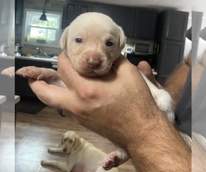 Labrador Retriever Puppy for sale in WILDWOOD, FL, USA