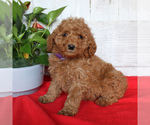 Small Photo #3 Goldendoodle-Poodle (Miniature) Mix Puppy For Sale in PARADISE, PA, USA