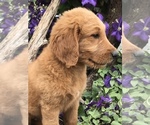 Small Photo #8 Goldendoodle Puppy For Sale in HARRISONBURG, VA, USA