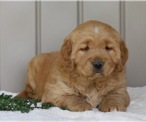 Golden Retriever Puppy for sale in FREDERICKSBG, OH, USA