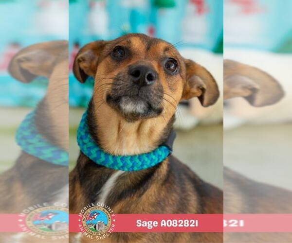 Medium Photo #1 Dachshund-Unknown Mix Puppy For Sale in Mobile, AL, USA